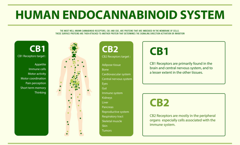 endocannbinoid system